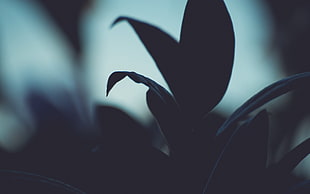 silhoutte photography of flower HD wallpaper