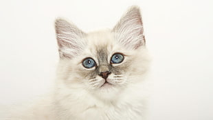 selective focus photography of white kitten HD wallpaper