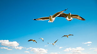 six flying gulls, animals, birds HD wallpaper