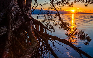 black and brown tree painting, nature, forest, lake, roots