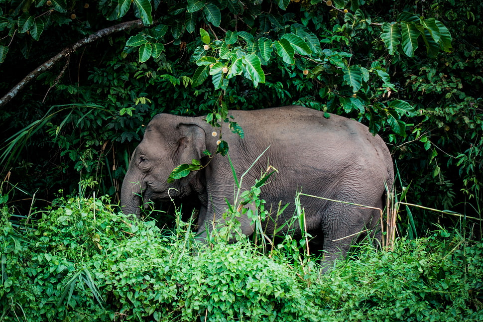 gray elephant, Elephant, Grass, Trees HD wallpaper