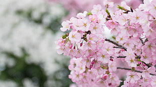 close-up photography of pink flowers during daytime HD wallpaper