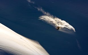 white and black tabby cat, snowboarding, snow