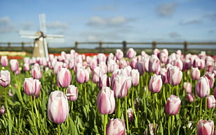 group of pink tulips HD wallpaper