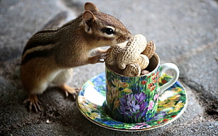 squirrel in front of peanut on mug and saucet HD wallpaper