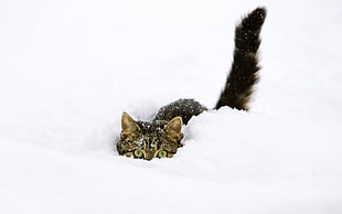 brown tabby cat hiding in snow HD wallpaper