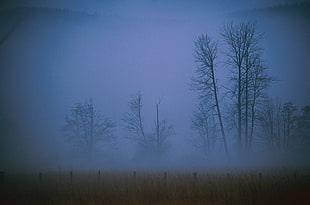 silhouette of trees with fog HD wallpaper