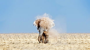 timelapse photography of elephant covered with sand