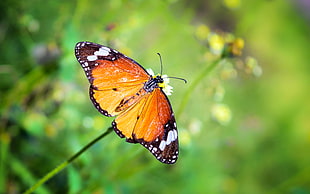 common tiger butterfly perched on white petaled flower HD wallpaper