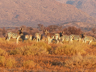 herd of zebra on brown grass HD wallpaper