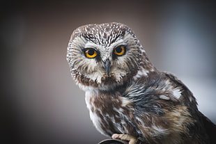 gray  and brown owl watching something, northern saw-whet owl