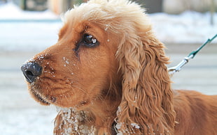 brown long-coated dog on snow HD wallpaper