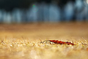 red leaf selective-focus photography