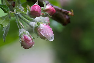 pink-and-white flowers HD wallpaper