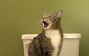 black and white Tabby cat on white ceramic toilet seat HD wallpaper