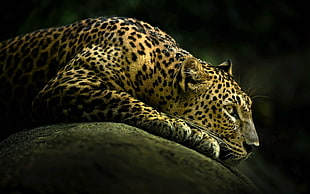 photo of leopard