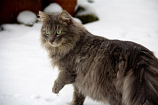 close-up photography of long-fur grey cat walking on bed of snow
