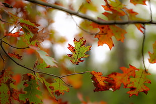 maple leaves, plants, leaves, nature, trees