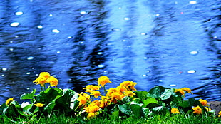 macro photography of yellow flowers