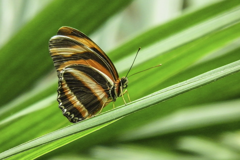 shallow photo of black and brown butterfly HD wallpaper