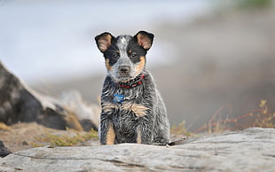 black and white short-coated dog, dog, animals HD wallpaper