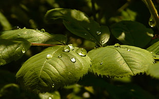 close up photography of water drops on green leafs