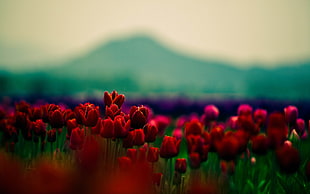 selective focus photography of red flowers