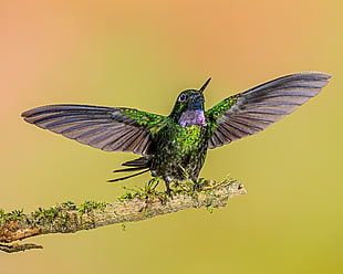 green and brown bird on tree branch