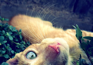short-fur orange tabby cat HD wallpaper