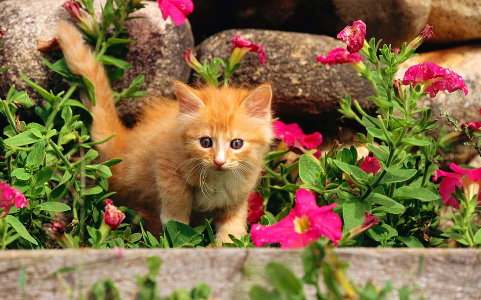 photography of orange tabby kitten on grass HD wallpaper