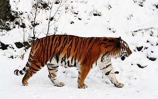 tiger walking on mountain covered with snow HD wallpaper