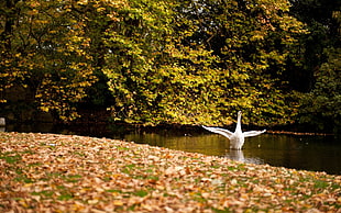white swan on top of white water surface near green leaves