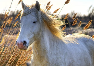 white horse on withered grass field at day time HD wallpaper
