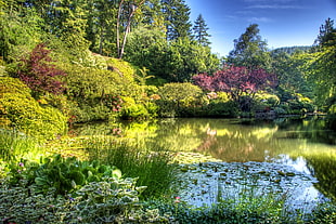 green grass and lake photo taken during daytime