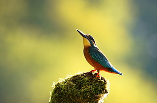 blue and brown feathered bird, kingfisher, birds, animals