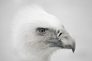 grayscale photography of bird