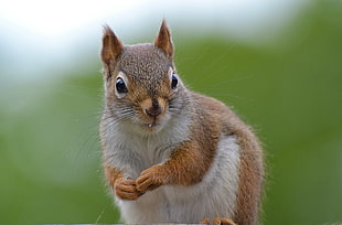 gray and brown squirrel