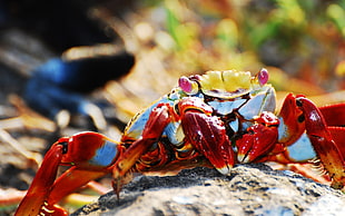 orange and white crab