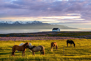 brown wooden framed wall decor, Iceland, nature, horse, sky HD wallpaper