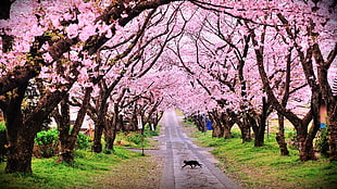 cat on pathway between cherry blossoms HD wallpaper