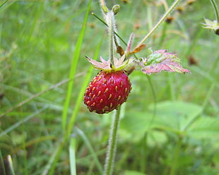 red strawberry fruit