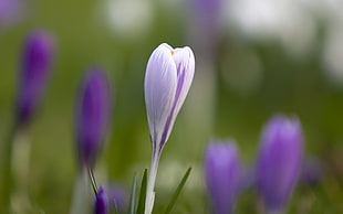 shallow focus photography of purple flower