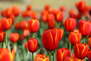 red tulips fiend close-up photo during daytime HD wallpaper