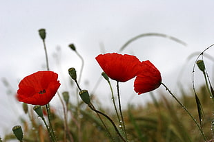 selective photography of red petaled flowers