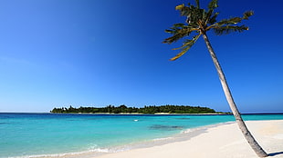 Palm trees,  Sand,  Sea