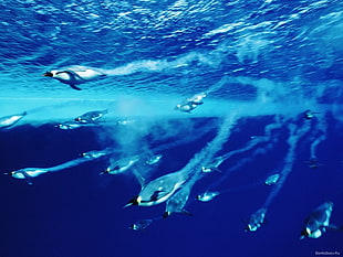 gray penguins, sea, underwater, penguins HD wallpaper