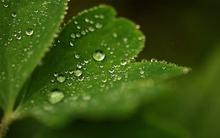 morning dew on green plants HD wallpaper