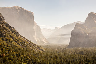 photo of forest and mountain