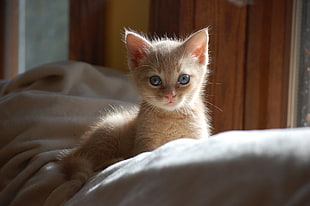 orange kitten on white cushion HD wallpaper