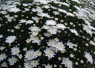 white Chrysanthemum flowers during daytime HD wallpaper